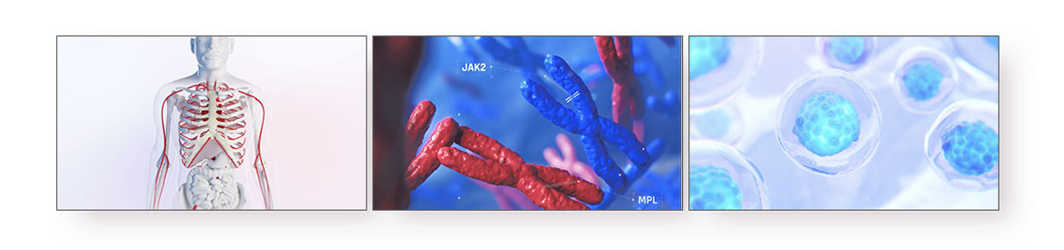 Mécanisme d'action, vidéo physiologique